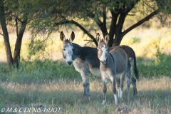 Namibie