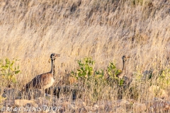 Etosha