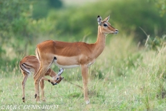 impala