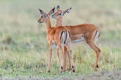 impala