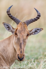 Bubale / hartebeest