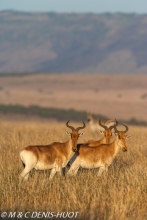 Bubale / hartebeest