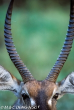 cobe defassa / waterbuck