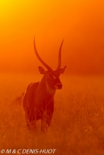 cobe defassa / waterbuck