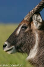 cobe defassa / waterbuck