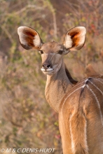 grand koudou / greater kudu