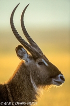 cobe defassa / waterbuck