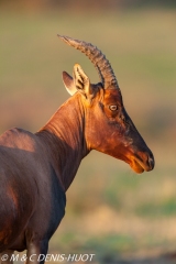 damalisque / topi