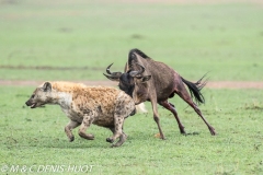 hyène et gnou / hyena and wildebeest