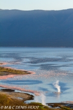 flamant nain  / lesser flamingo