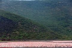 flamant nain / lesser flamingo