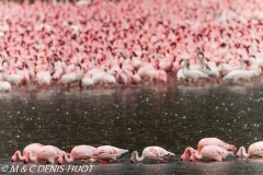 flamant nain / lesser flamingo