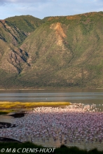 flamant nain  / lesser flamingo