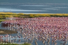 flamant nain / lesser flamingo