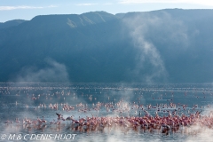 flamant nain / lesser flamingo