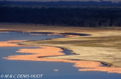 flamant nain / lesser flamingo