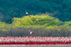 flamant nain / lesser flamingo