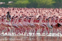 flamant nain / lesser flamingo