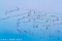 flamant nain / lesser flamingo