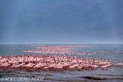 flamant nain / lesser flamingo