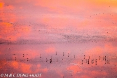 flamant nain / lesser flamingo