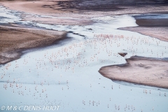 flamant nain / lesser flamingo