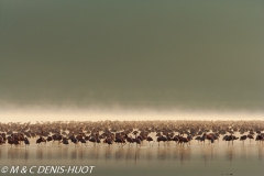 flamant nain / lesser flamingo