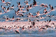 flamant nain / lesser flamingo