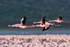 flamant nain / lesser flamingo