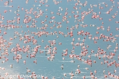 flamant nain / lesser flamingo