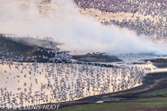 flamant nain / lesser flamingo