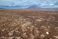 flamant nain / lesser flamingo