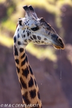 girafe Masai / Masai giraffe