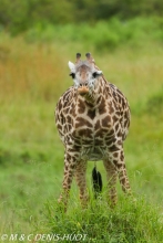 girafe Masai / Masai giraffe