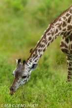 girafe Masai / Masai giraffe