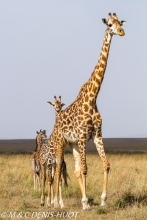 girafe Masai / Masai giraffe