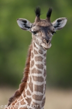 girafe Masai / Masai giraffe