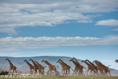 girafe Masai / Masai giraffe