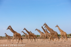 girafe Masai / Masai giraffe