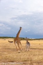 girafe Masai / Masai giraffe