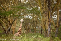 girafe de Rothschild / Rothschild giraffe