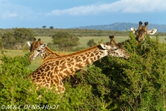 girafe Masai / Masai giraffe