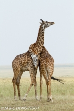 girafe Masai / Masai giraffe