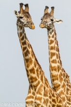 girafe Masai / Masai giraffe