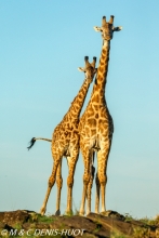 girafe Masai / Masai giraffe