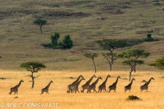 girafe Masai / Masai giraffe