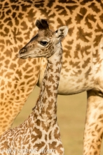 girafe Masai / Masai giraffe