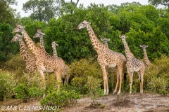 girafe Masai / Masai giraffe