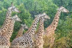 girafe Masai / Masai giraffe