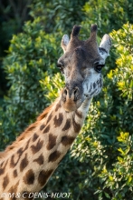 girafe Masai / Masai giraffe